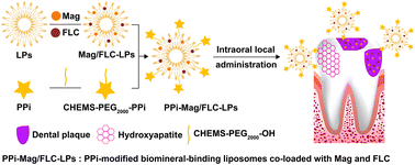 Graphical abstract: Biomineral-binding liposomes with dual antibacterial effects for preventing and treating dental caries