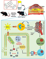 Graphical abstract: An injectable supramolecular hydrogel as a self-drug-delivery system for local chemoimmunotherapy against melanoma