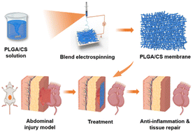 Graphical abstract: An anti-inflammatory chondroitin sulfate-poly(lactic-co-glycolic acid) composite electrospinning membrane for postoperative abdominal adhesion prevention