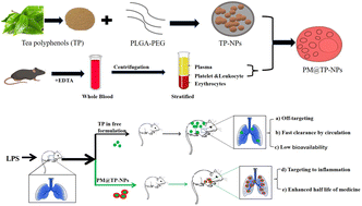 Graphical abstract: Therapeutic effects of tea polyphenol-loaded nanoparticles coated with platelet membranes on LPS-induced lung injury