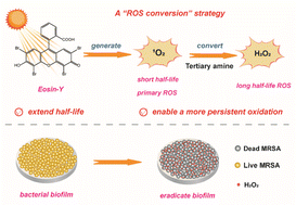 Graphical abstract: ROS conversion promotes the bactericidal efficiency of Eosin Y based photodynamic therapy