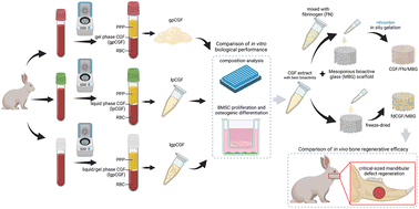 Graphical abstract: Optimization of a concentrated growth factor/mesoporous bioactive glass composite scaffold and its application in rabbit mandible defect regeneration