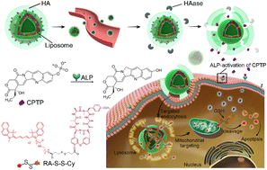 Graphical abstract: Programmable site-specific delivery of an alkaline phosphatase-activatable prodrug and a mitochondria-targeted cyclopeptide for combination therapy in colon cancer