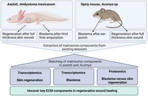 Graphical abstract: Matrisomal components involved in regenerative wound healing in axolotl and Acomys: implications for biomaterial development
