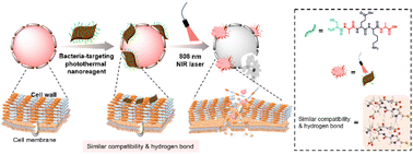 Graphical abstract: Bacteria-targeted photothermal therapy for combating drug-resistant bacterial infections