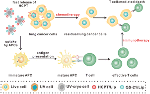 Graphical abstract: Immunogenic dead cells engineered by the sequential treatment of ultraviolet irradiation/cryo-shocking for lung-targeting delivery and tumor vaccination