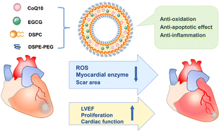 Graphical abstract: Synergetic EGCG and coenzyme Q10 DSPC liposome nanoparticles protect against myocardial infarction