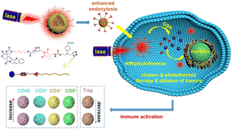 Graphical abstract: Synergistic chemo-photo anticancer therapy by using reversible Diels–Alder dynamic covalent bond mediated polyprodrug amphiphiles and immunoactivation investigation