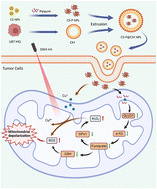 Graphical abstract: Boosting the therapy of glutamine-addiction glioblastoma by combining glutamine metabolism therapy with photo-enhanced chemodynamic therapy