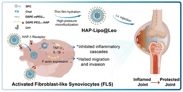 Graphical abstract: Surface-decorated nanoliposomal leonurine targets activated fibroblast-like synoviocytes for efficient rheumatoid arthritis therapy