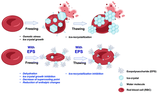 Graphical abstract: A novel exopolysaccharide (p-CY01) from the Antarctic bacterium Pseudoalteromonas sp. strain CY01 cryopreserves human red blood cells