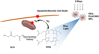 Graphical abstract: Radiation-induced photodynamic therapy using calcium tungstate nanoparticles and 5-aminolevulinic acid prodrug