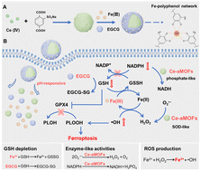 Graphical abstract: GSH-depleting metal–polyphenol-network nanoparticles with dual enzyme activities induce enhanced ferroptosis