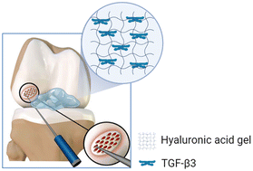 Graphical abstract: Cartilage regeneration using transforming growth factor-beta 3-loaded injectable crosslinked hyaluronic acid hydrogel