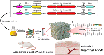 Graphical abstract: Genetically encoded in situ gelation redox-responsive collagen-like protein hydrogel for accelerating diabetic wound healing