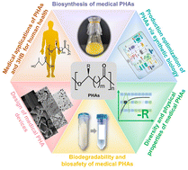 Graphical abstract: Polyhydroxyalkanoates: the natural biopolyester for future medical innovations