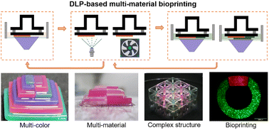 Graphical abstract: Development of digital light processing-based multi-material bioprinting for fabrication of heterogeneous tissue constructs