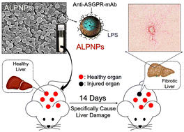 Graphical abstract: Synthesis, characterization, and biological verification of asialoglycoprotein receptor-targeted lipopolysaccharide-encapsulated PLGA nanoparticles for the establishment of a liver fibrosis animal model