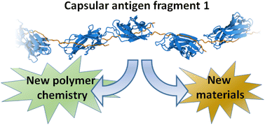 Graphical abstract: The polymer and materials science of the bacterial fimbriae Caf1