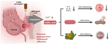 Graphical abstract: Multifunctional calcium polyphenol networks reverse the hostile microenvironment of trauma for preventing postoperative peritoneal adhesions