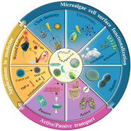 Graphical abstract: Applications of microalga-powered microrobots in targeted drug delivery