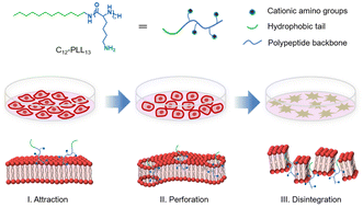 Graphical abstract: Synthetic lipo-polylysine with anti-cancer activity