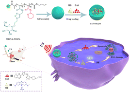 Graphical abstract: Ultrasound-responsive glycopolymer micelles for targeted dual drug delivery in cancer therapy