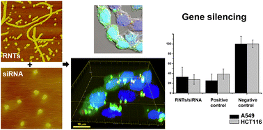 Graphical abstract: Delivery of siRNA using cationic rosette nanotubes for gene silencing