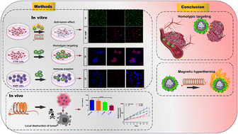 Graphical abstract: Tumor-targeting cell membrane-coated nanorings for magnetic-hyperthermia-induced tumor ablation