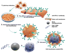 Graphical abstract: Bioinspired immuno-radio-enhancers toward synergistic nanomedicine through radiation-induced abscopal effects and immunocheckpoint blockade therapies