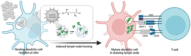 Graphical abstract: Self-adjuvanted l-arginine-modified dextran-based nanogels for sustained local antigenic protein delivery to antigen-presenting cells and enhanced cellular and humoral immune responses