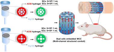 Graphical abstract: A multi-channel collagen conduit with aligned Schwann cells and endothelial cells for enhanced neuronal regeneration in spinal cord injury