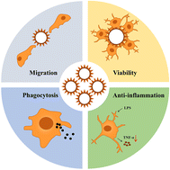Graphical abstract: Sporopollenin exine capsules modulate the function of microglial cells