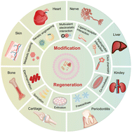 Graphical abstract: Engineered exosomes for tissue regeneration: from biouptake, functionalization and biosafety to applications