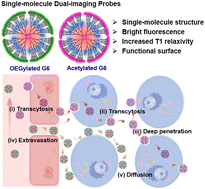 Graphical abstract: Surface chemistry mediates the tumor entrance of nanoparticles probed using single-molecule dual-imaging nanodots