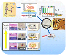 Graphical abstract: An antibacterial and healing-promoting collagen fibril constructed by the simultaneous strategy of fibril reconstitution and ε-polylysine anchoring for infected wound repair