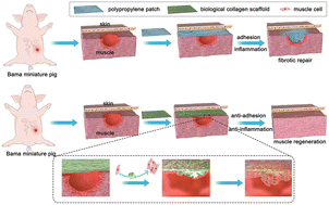 Graphical abstract: Collagen biomaterials promote the regenerative repair of abdominal wall defects in Bama miniature pigs