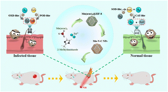 Graphical abstract: Construction of Mn–N–C nanoparticles with multienzyme-like properties and photothermal performance for the effective treatment of bacterial infections