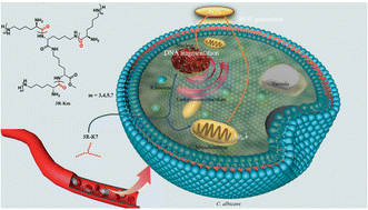 Graphical abstract: Multi-arm ε-polylysines exhibit broad-spectrum antifungal activities against Candida species