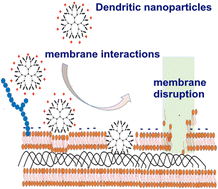 Graphical abstract: Dendritic systems for bacterial outer membrane disruption as a method of overcoming bacterial multidrug resistance