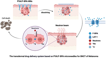 Graphical abstract: A transdermal drug delivery system based on dissolving microneedles for boron neutron capture therapy of melanoma