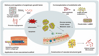 Graphical abstract: Biomaterial-assisted strategies to improve islet graft revascularization and transplant outcomes