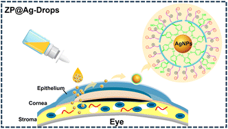 Graphical abstract: Zwitterionic silver nanoparticle based antibacterial eye drops for efficient therapy of bacterial keratitis