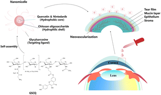 Graphical abstract: An active transport dual adaptive nanocarrier designed to overcome the corneal microenvironment for neovascularization therapy