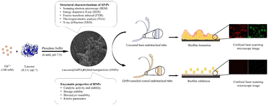 Graphical abstract: Surface functionalization of endotracheal tubes coated with laccase–gadolinium phosphate hybrid nanoparticles for antibiofilm activity and contrasting properties