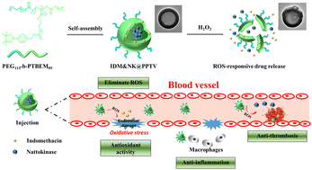 Graphical abstract: ROS-responsive phenylboronic ester-based nanovesicles as multifunctional drug delivery systems for the treatment of inflammatory and thrombotic complications