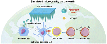 Graphical abstract: Enhancing cell-scale performance via sustained release of the varicella-zoster virus antigen from a microneedle patch under simulated microgravity