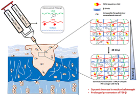 Graphical abstract: Engineering sulfated polysaccharides and silk fibroin based injectable IPN hydrogels with stiffening and growth factor presentation abilities for cartilage tissue engineering