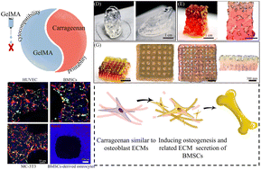 Graphical abstract: 3D bioprinting of GelMA with enhanced extrusion printability through coupling sacrificial carrageenan