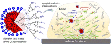Graphical abstract: Quaternary ammonium-tethered hyperbranched polyurea nanoassembly synergized with antibiotics for enhanced antimicrobial efficacy